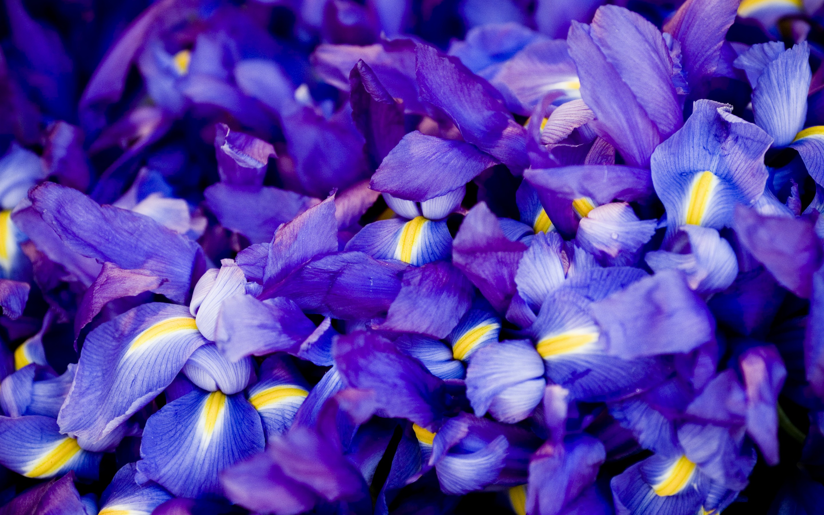 法事之家,<a href=https://www.tgqjwang.com/ target=_blank class=infotextkey>情降</a>的奇幻之旅